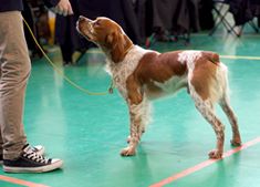 Spaniel bretoński.